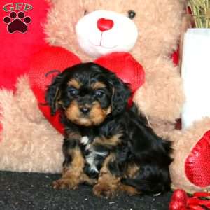 Dianne, Cavapoo Puppy