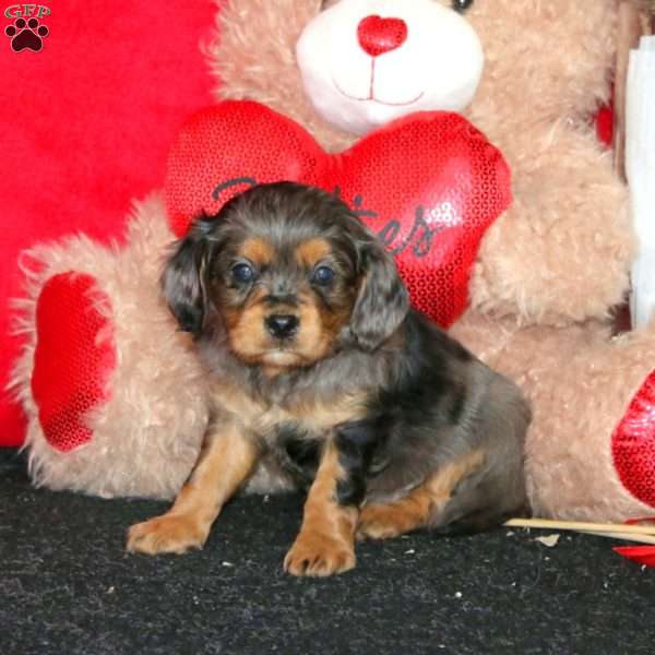 Diesel, Cavapoo Puppy