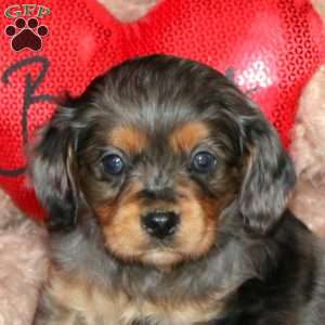 Diesel, Cavapoo Puppy