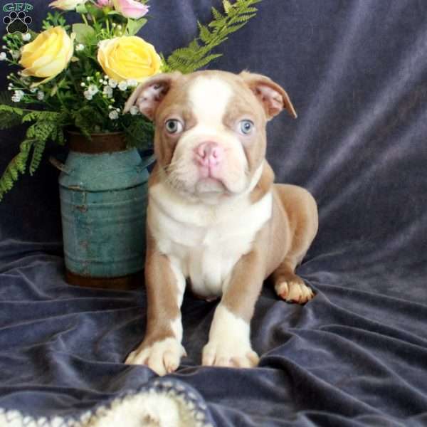Dill, Boston Terrier Puppy