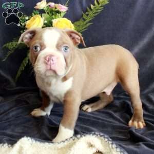 Dill, Boston Terrier Puppy