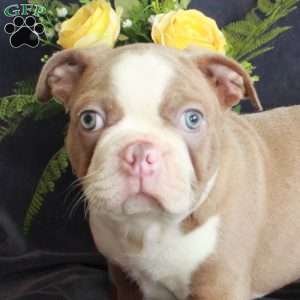 Dill, Boston Terrier Puppy