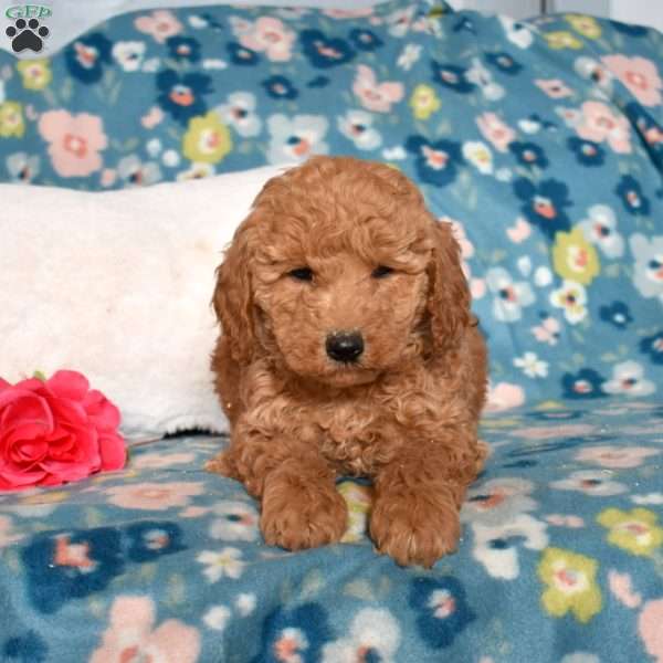 Dixie, Mini Goldendoodle Puppy
