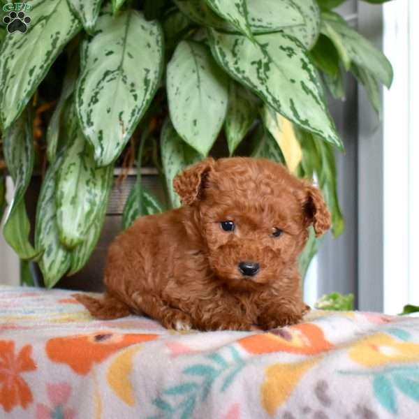 Dixie, Goldendoodle Puppy