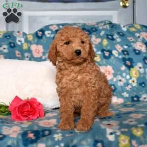 Dixie, Mini Goldendoodle Puppy