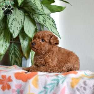Dixie, Goldendoodle Puppy