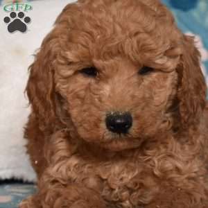 Dixie, Mini Goldendoodle Puppy