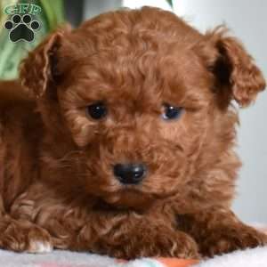 Dixie, Goldendoodle Puppy