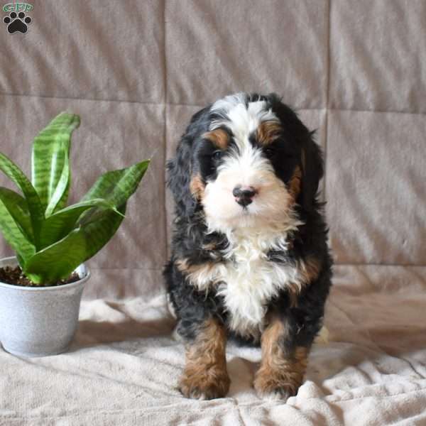 Dixon, Mini Bernedoodle Puppy