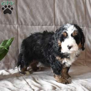 Dixon, Mini Bernedoodle Puppy