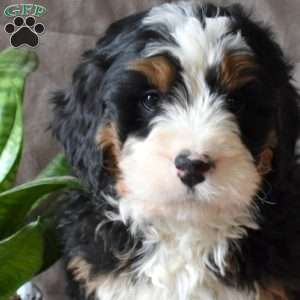 Dixon, Mini Bernedoodle Puppy