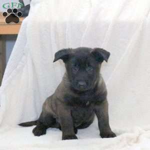 Dizzy, Belgian Malinois Puppy