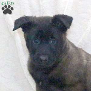 Dizzy, Belgian Malinois Puppy