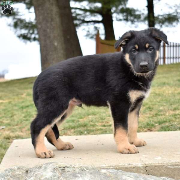 Dodger, German Shepherd Puppy