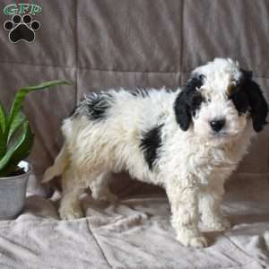 Dodger, Mini Bernedoodle Puppy