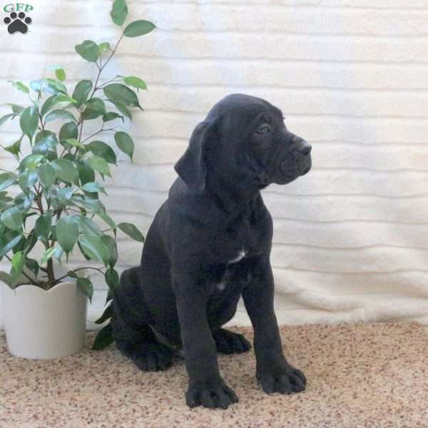 Dolan, Cane Corso Puppy