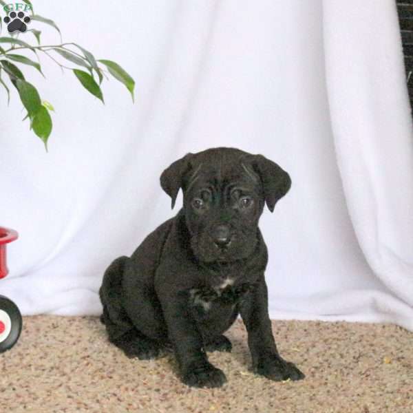 Dolan, Cane Corso Puppy