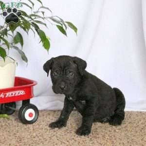 Dolan, Cane Corso Puppy
