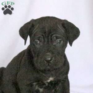 Dolan, Cane Corso Puppy