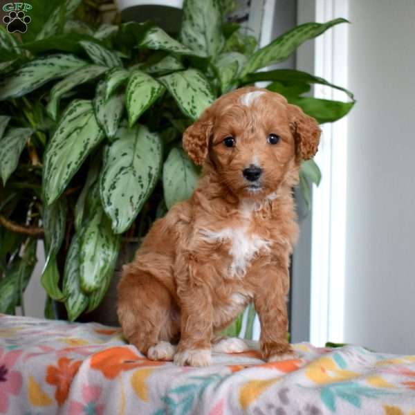 Dolly, Goldendoodle Puppy