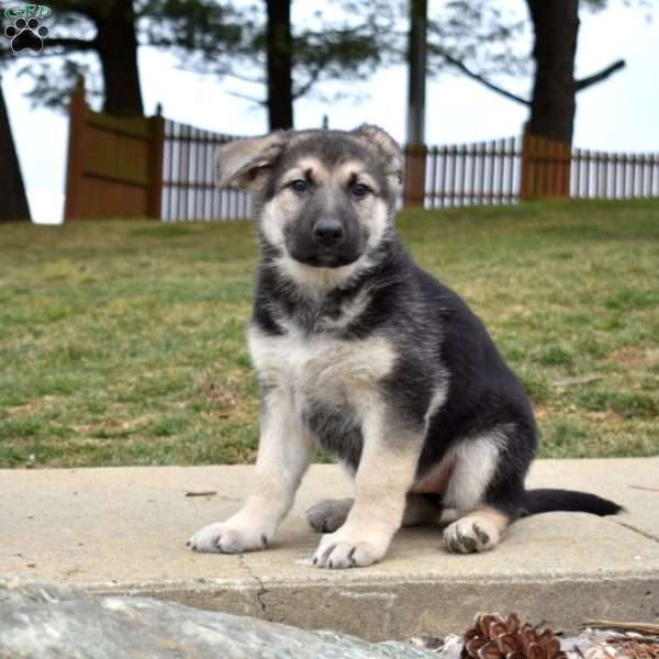 Dolly, German Shepherd Puppy