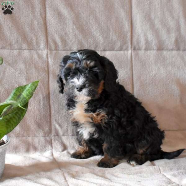 Dolly, Mini Bernedoodle Puppy