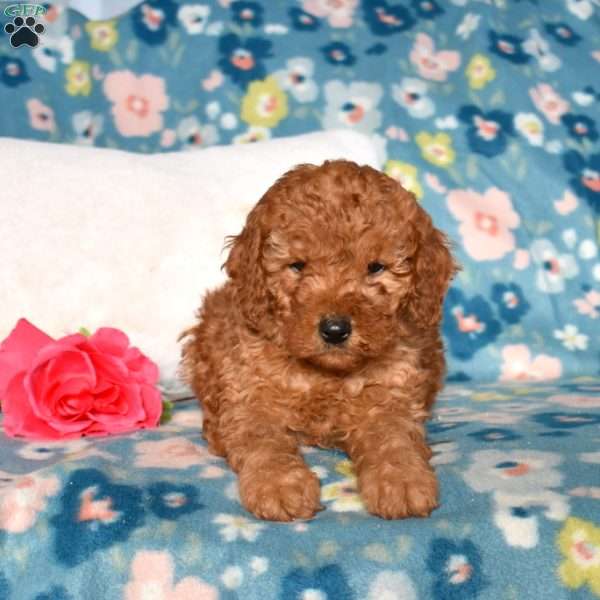 Dolly, Mini Goldendoodle Puppy