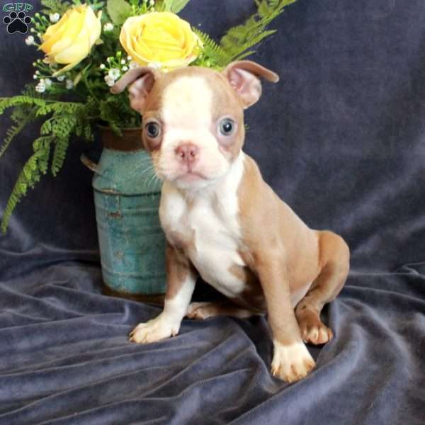 Dolly, Boston Terrier Puppy