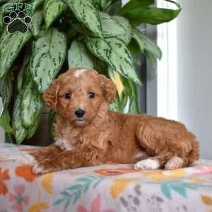 Dolly, Goldendoodle Puppy