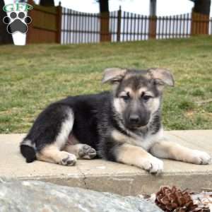 Dolly, German Shepherd Puppy
