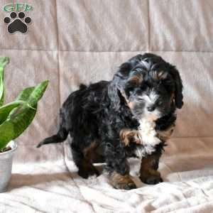 Dolly, Mini Bernedoodle Puppy