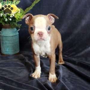 Dolly, Boston Terrier Puppy