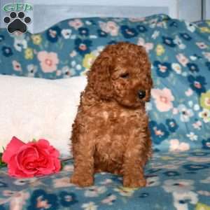 Dolly, Mini Goldendoodle Puppy