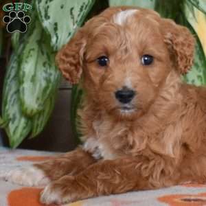 Dolly, Goldendoodle Puppy