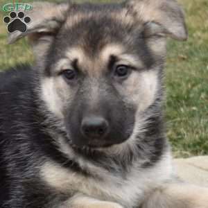 Dolly, German Shepherd Puppy