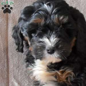 Dolly, Mini Bernedoodle Puppy
