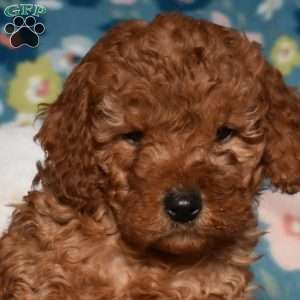 Dolly, Mini Goldendoodle Puppy
