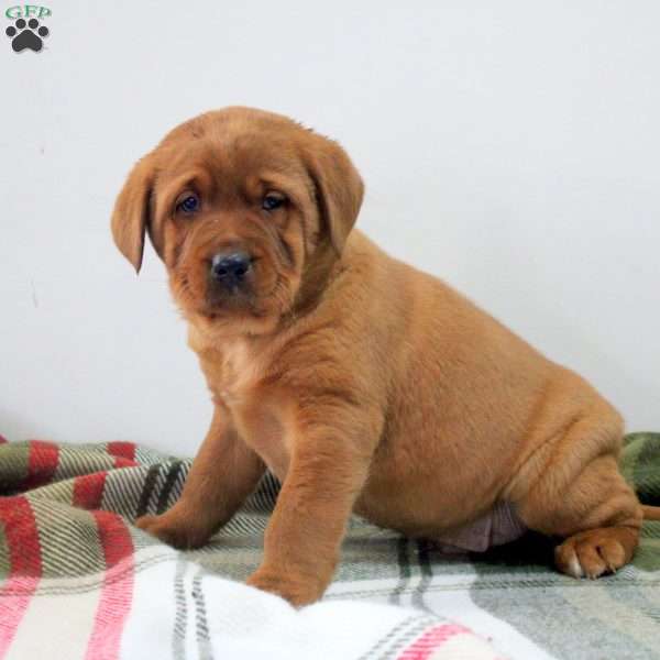 Dom, Fox Red Labrador Retriever Puppy