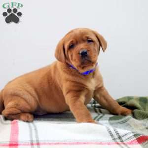 Dom, Fox Red Labrador Retriever Puppy