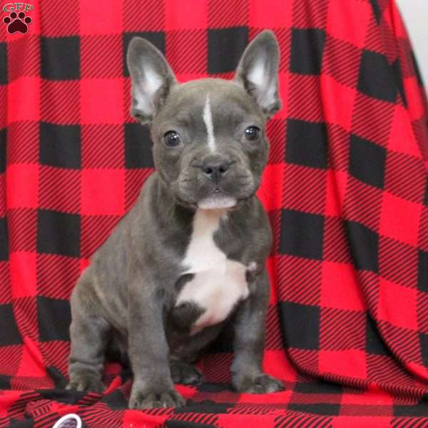 Dominic, Frenchton Puppy