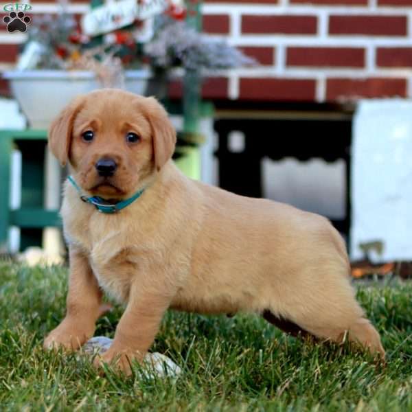 Donnie, Fox Red Labrador Retriever Puppy