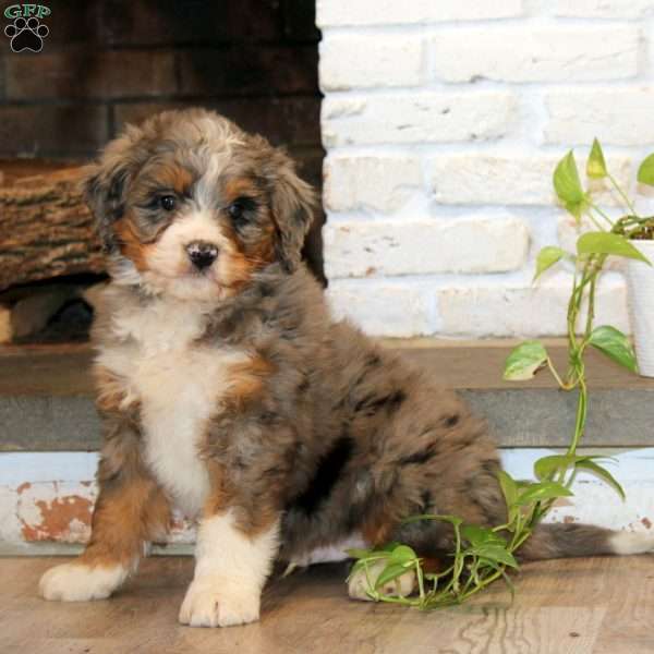 Donnie, Mini Bernedoodle Puppy