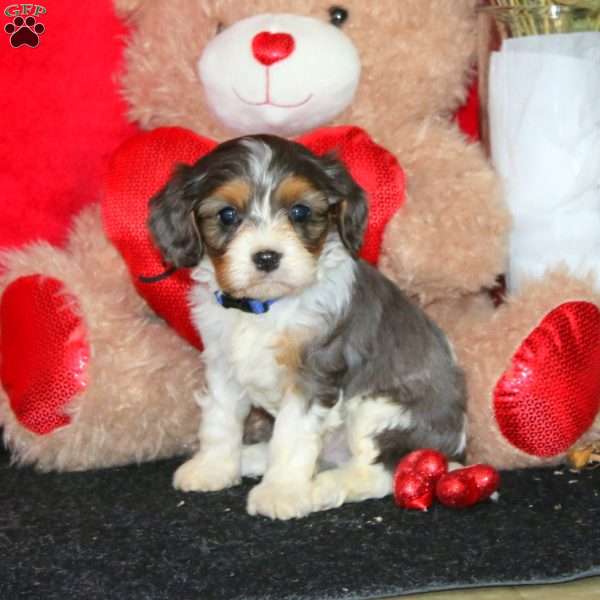 Donnie, Cavapoo Puppy
