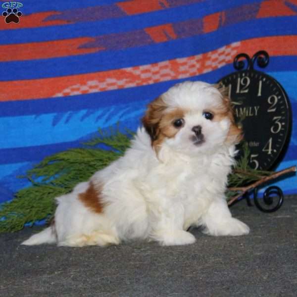 Donnie, Shih Tzu Puppy