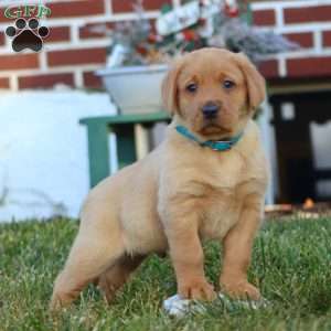 Donnie, Fox Red Labrador Retriever Puppy
