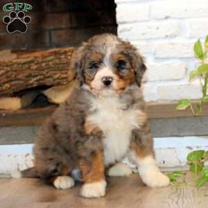 Donnie, Mini Bernedoodle Puppy