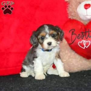 Donnie, Cavapoo Puppy