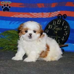 Donnie, Shih Tzu Puppy