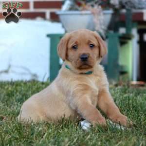 Donnie, Fox Red Labrador Retriever Puppy