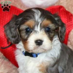 Donnie, Cavapoo Puppy